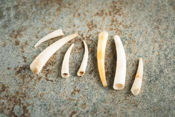  Chân xẻng ngà voi là tên gọi của các loài động vật thân mềm thuộc họ Dentaliidae, có hình dáng và tập tính rất kỳ lạ.