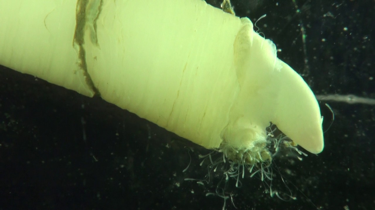 Khi lượng ôxi giảm, chân xẻng ngà voi co lại và phun nước cũ ra ngoài trên đầu của nó. Nước mới vào trong cũng theo đường đó.