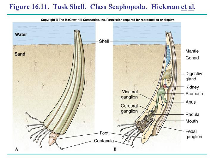 Chúng thường cắm chân sâu xuống lớp trầm tích đáy biển, thò đầu lên trên và dò tìm thức ăn bằng các bộ phận giống xúc tu ở gần miệng.