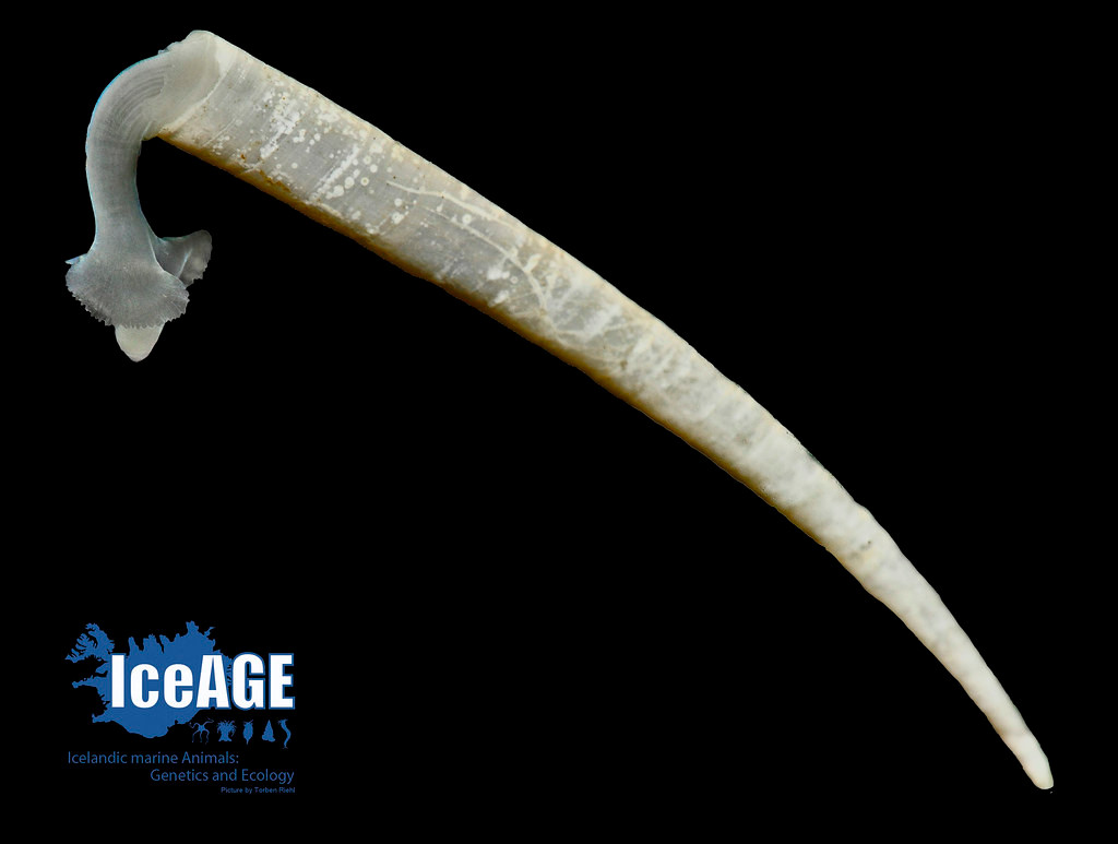 Chân xẻng ngà voi có khả năng cảm nhận sự thay đổi hóa học qua xúc tu. Khi tìm thấy thức ăn (động vật không xương sống nhỏ, mảnh vụn hữu cơ phân hủy), các xúc tu sẽ đưa vào miệng.