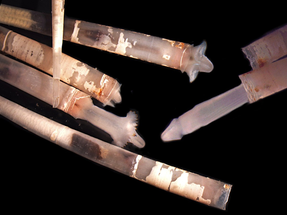 Trong miệng chân xẻng ngà voi, thức ăn được bào nhỏ bằng lưỡi bào giống như ở phần lớn các động vật thân mềm khác.