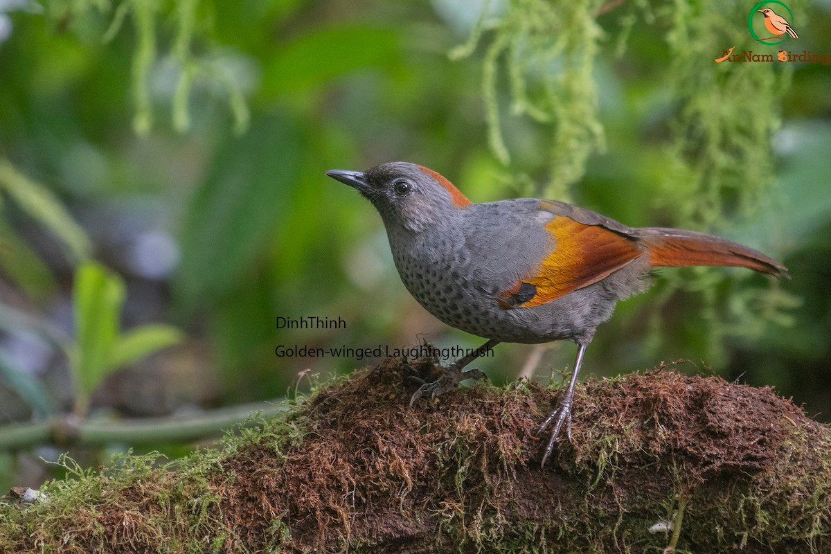 Chim khướu Ngọc Linh (Trochalopteron ngoclinhense) dài 27 cm, là loài định cư không phổ biến tại phía Nam Trung Trung Bộ (khu BTTN Ngọc Linh). Chúng sống ở rừng lá rụng thường xanh, là loài đặc hữu, có tên trong Sách Đỏ Việt Nam, nhóm IB (Nghiêm cấm khai thác, sử dụng vì mục đích thương mại). Ảnh: eBird.