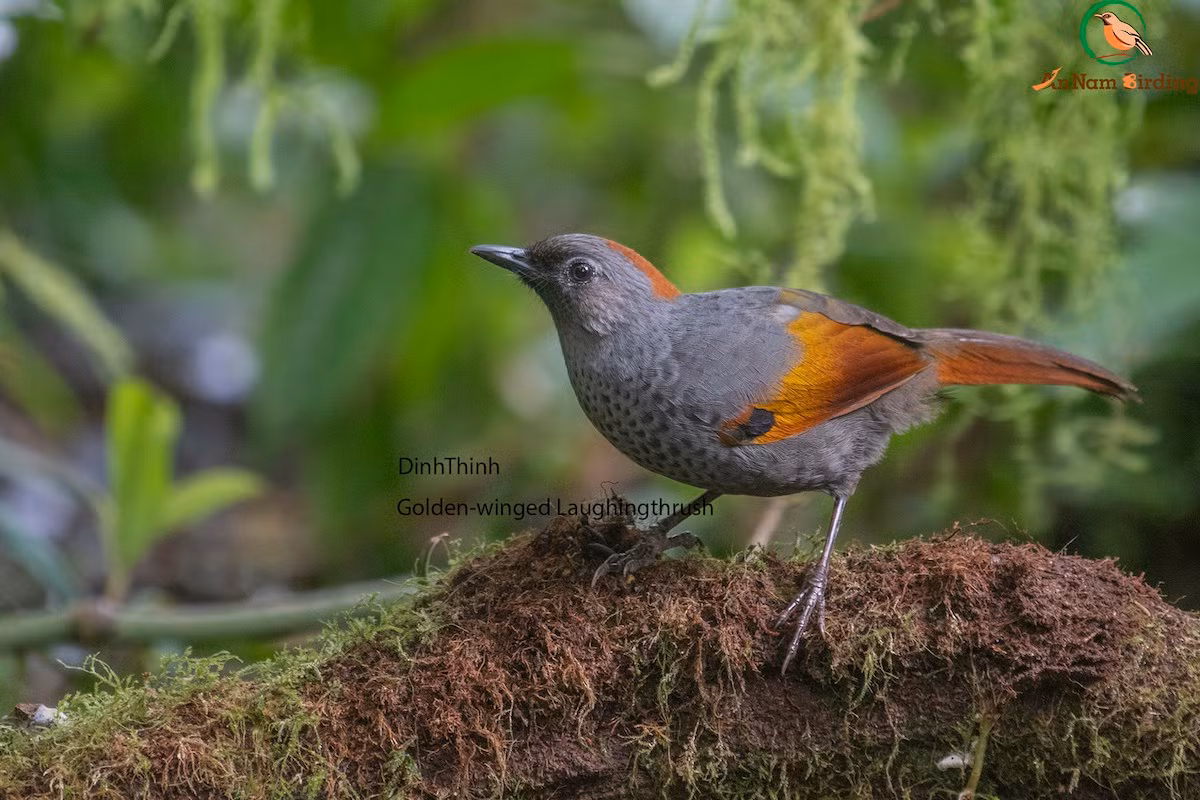 Chim khướu Ngọc Linh (Trochalopteron ngoclinhense) dài 27 cm, là loài định cư không phổ biến tại phía Nam Trung Trung Bộ (khu BTTN Ngọc Linh). Chúng sống ở rừng lá rụng thường xanh, là loài đặc hữu, có tên trong Sách Đỏ Việt Nam, nhóm IB (Nghiêm cấm khai thác, sử dụng vì mục đích thương mại). Ảnh: eBird.