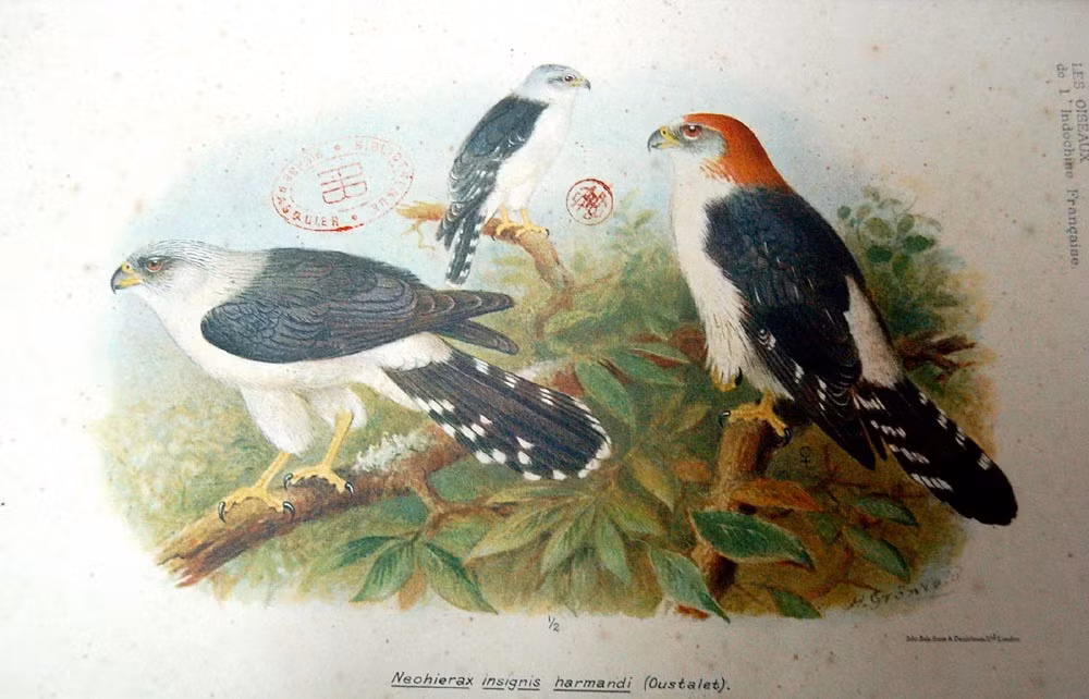 Chim cắt nhỏ họng trắng.