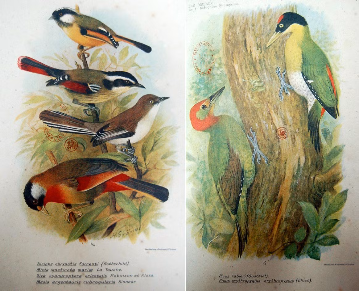 Ảnh trái (từ trên xuống): Lách tách ngực vàng, khướu lùn đuôi đỏ, khướu lùn cánh xanh, kim oanh tai bạc. Ảnh phải: Chim gõ kiến xanh đầu đỏ (trái) và gõ kiến đầu đen (phải).