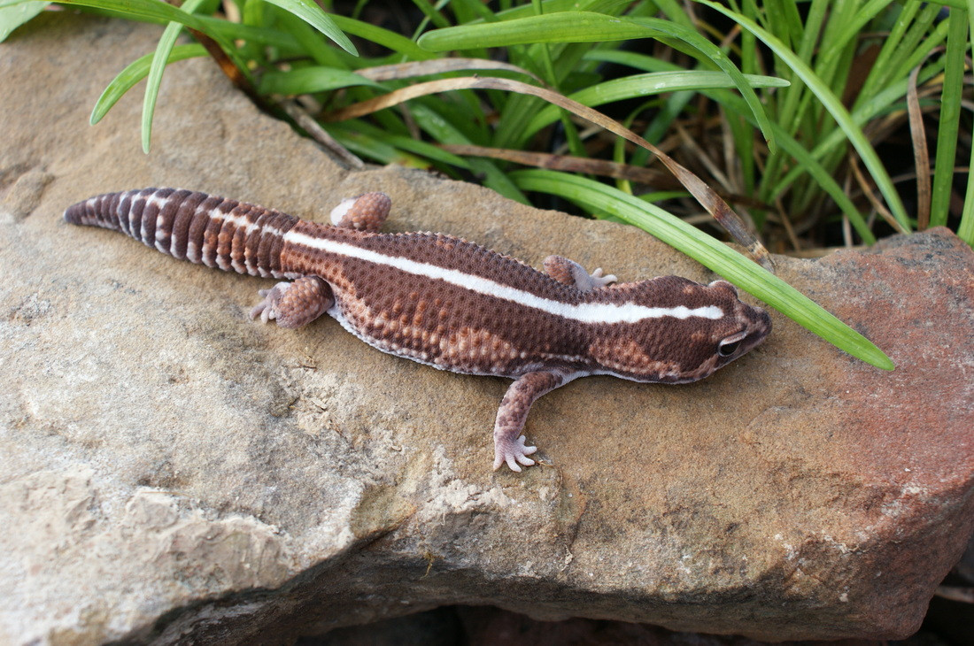 Tắc kè đuôi mập châu Phi (Hemitheconyx caudicinctus) dài 25 cm, sống ở phía Tây sa mạc Sahara và là sinh vật cảnh được nuôi ở nhiều nơi. Chúng có cái đuôi tích trữ chất béo và bàn chân không có đệm dính như nhiều loài tắc kè khác.