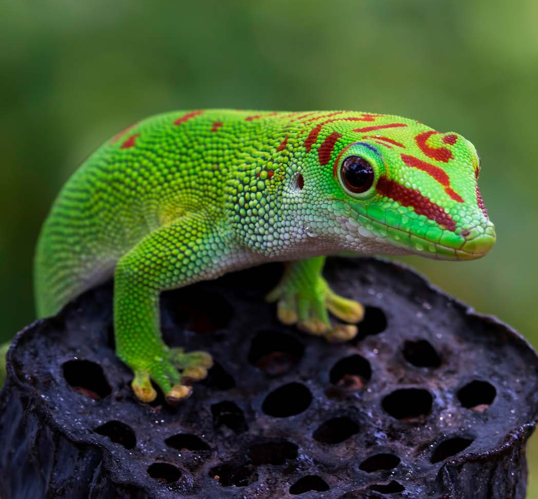 Tắc kè ngày Madagascar (Phelsuma madagascariensis) dài 25 cm, là một trong những loài tắc kè có màu sắc rực rỡ nhất. Chúng hoạt động vào bên ngày, thường gặp trên cây ở đảo Madagasca.