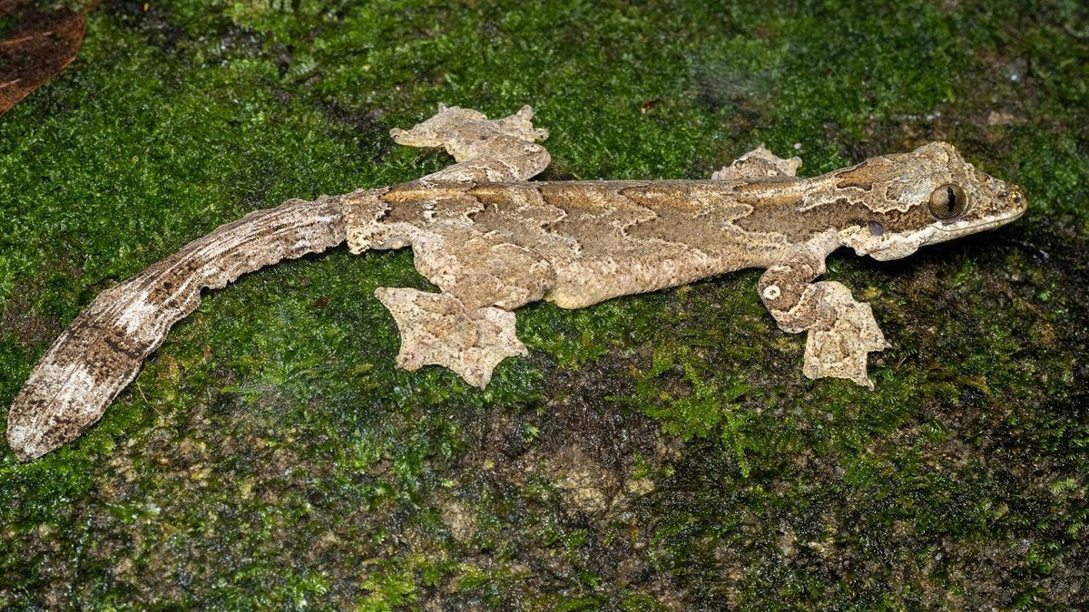 Tắc kè bay Kuhl (Ptychozoon kuhli) dài 20 cm, sống trong rừng nhiệt đới ở Đông Nam Á. Các ngón chân có màng và hai bên thân có vành da như dù làm giảm tốc độ rơi khi chúng buông mình từ trên cây.