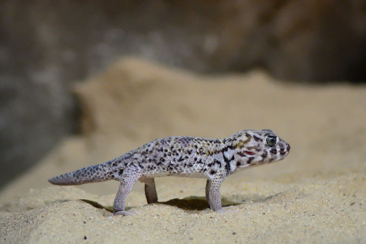 Tắc kè mắt ếch (Teratoscincus scincus) dài 20 cm, sống ở Trung Á. Để tự vệ, loài tắc kè này phe phẩy đuôi chậm chạp khiến một hàng vẩy lớn trên đuôi cọ vào nhau, tạo ra âm thanh như của rắn.
