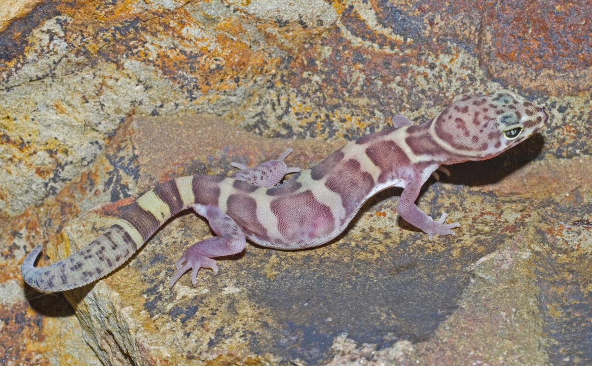 Tắc kè vằn hoang mạc (Coleonyx variegatus) dài 12 cm, sống trên mặt đất ở các hoang mạc miền Tây nước Mỹ. Khác với nhiều họ hàng, chúng có thể khép mở mí mắt.