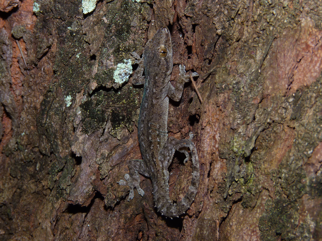 Thạch sùng thường gặp (Hemidactylus frenatus) dài 15 cm, là loài bò sát họ Tắc kè bản địa Đông Nam Á. Sống gần con người, chúng thường săn côn trùng ở nơi có ánh đèn buổi đêm và cũng hay "ăn vụng" thức ăn trong nhà. Những cá thể sống trên cây thường có màu như vỏ cây.