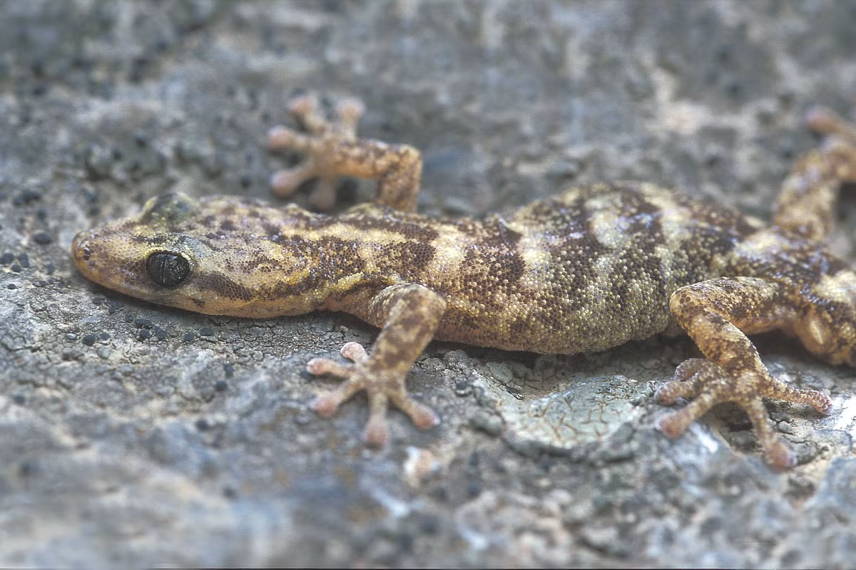 Thạch sùng đốm Địa Trung Hải (Hemidactylus turcicus) dài 10 cm, nổi tiếng với tiếng kêu giống như mèo. Chúng thường sống trong các ngôi nhà ở miền Nam châu Âu để săn con trùng bị ánh đèn thu hút.