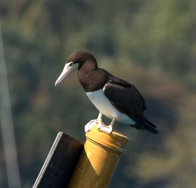 Dù vậy, chim điên được coi là khá "ngớ ngẩn". Chúng có thói quen đậu trên boong hay mạn tàu thuyền và rất dễ bị bắt để ăn thịt.