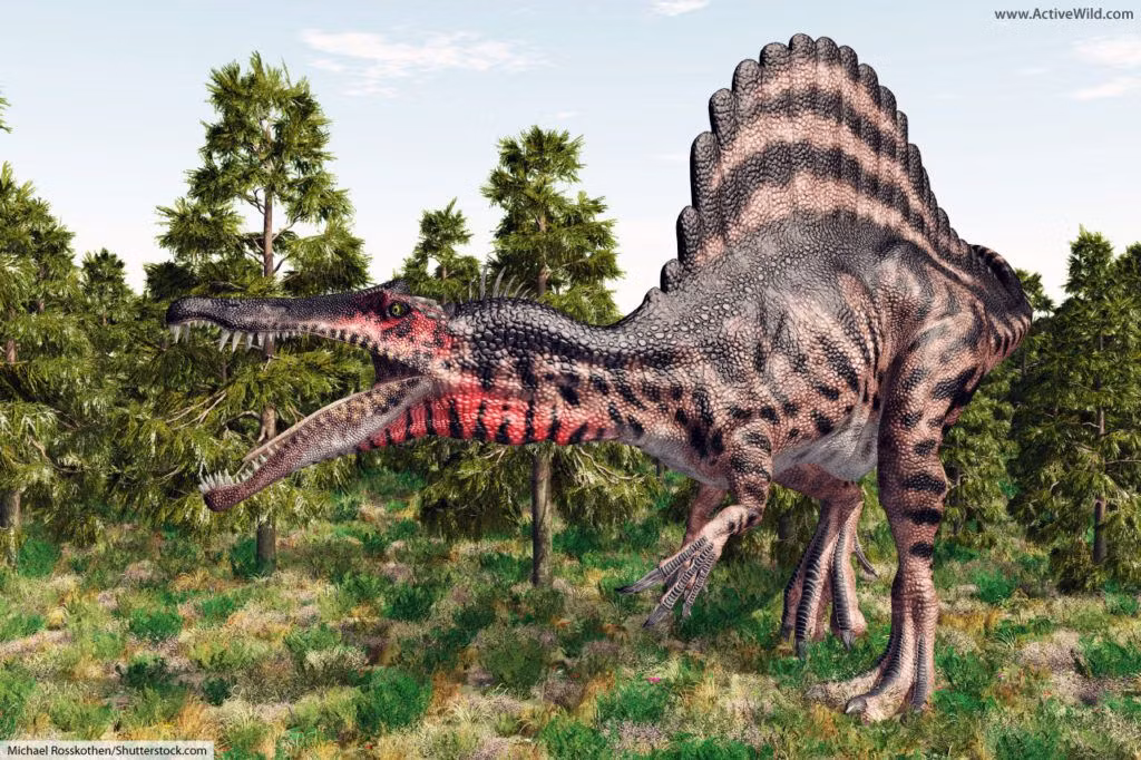 Sống vào đầu kỷ Phấn Trắng, Spinosaurus là một trong những loài khủng long ăn thịt lớn nhất thế giới, và cũng kỳ lạ nhất thế giới.
