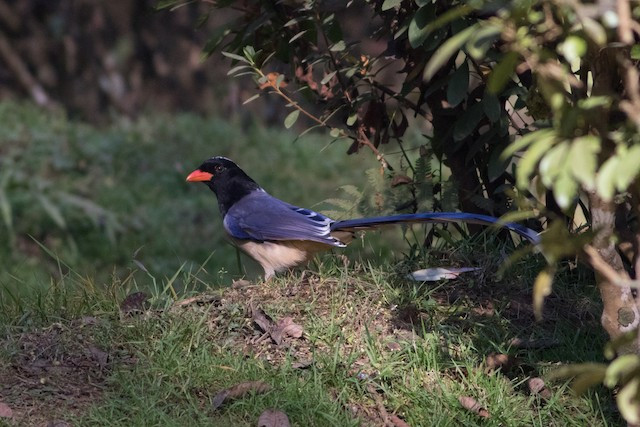 Chúng sống trong rừng rộng lá, rừng thứ sinh, rừng tre nứa, thỉnh thoảng ghi nhận ở khu vực rừng lá rộng thường xanh nơi trống trải, rừng trồng lá kim, phân bố lên đến độ cao 2.000 mét, thường di chuyển theo đàn. Ảnh: eBird.