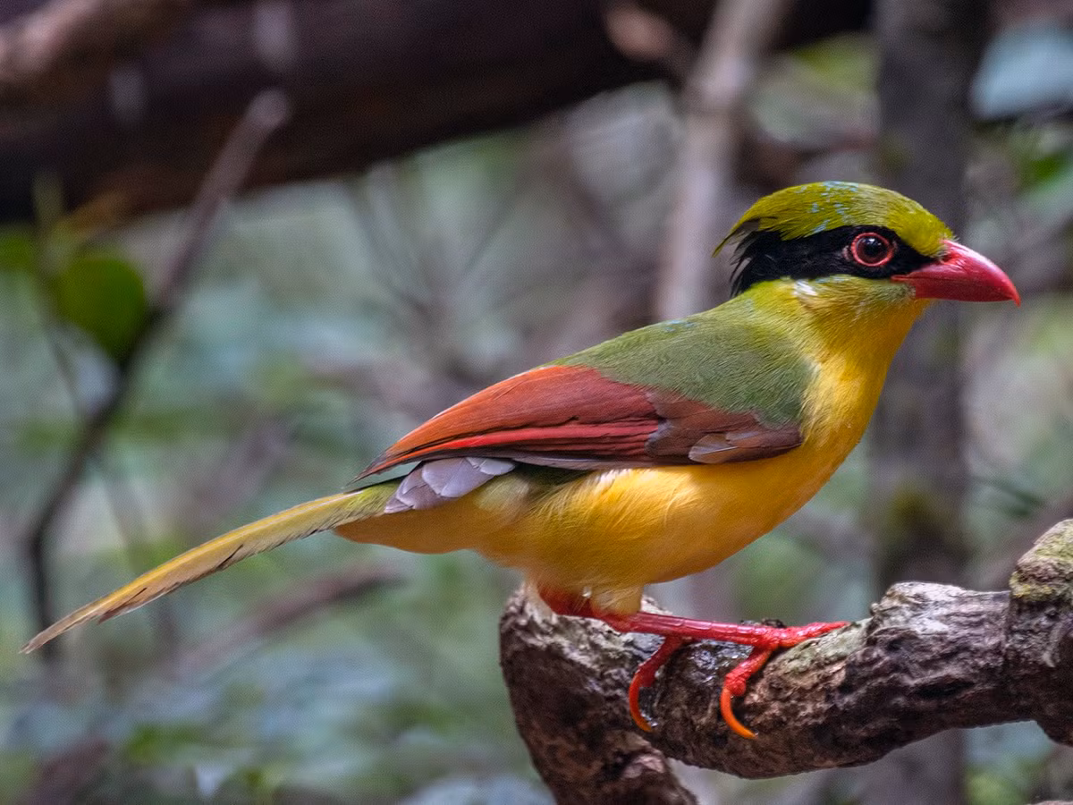 Loài chim này có bộ lông xanh vàng sáng với hai mảng đỏ bên cánh, đỉnh đầu xanh, viền đen lớn chạy từ mũi đến sau gáy, mỏ, mắt, chân đỏ tươi, phần dưới cơ thể màu vàng chanh. Ảnh: eBird.