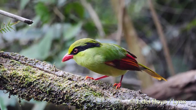 1. Chim giẻ cùi bụng vàng (Cissa hypoleuca) dài 31-25 cm, là loài định cư tương đối phổ biến tại Đông Bắc, Trung Bộ và Nam Bộ, thường bắt gặp tại các Vườn quốc gia Tam Đảo, Cúc Phương, Bạch Mã, Chư Yang Sin, Cát Tiên. Ảnh: eBird.