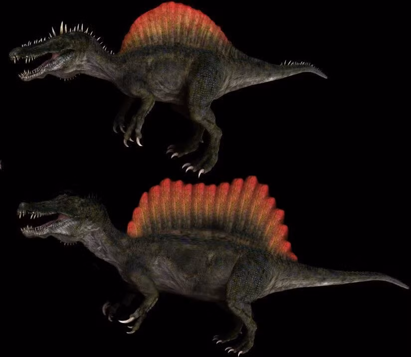 Ngoài chức năng làm mát, chiếc diềm của Spinosaurus có thể có màu sắc sặc sỡ, được dùng như công cụ giao tiếp với đồng loại như ve vãn con cái, "khè" những kẻ xâm phạm lãnh thổ...