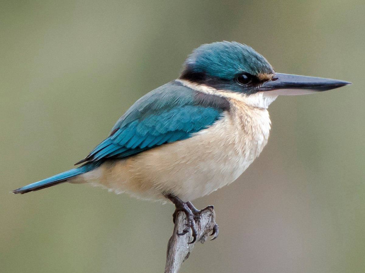 Chim sả mày vàng (Todiramphus sanctus) dài 18-23 cm, là loài chim lang thang tại Nam Bộ. Chúng sống ở rằng ngập mặn, đất ngập nước, vườn, nơi canh tác ven biển. Ảnh: eBird.