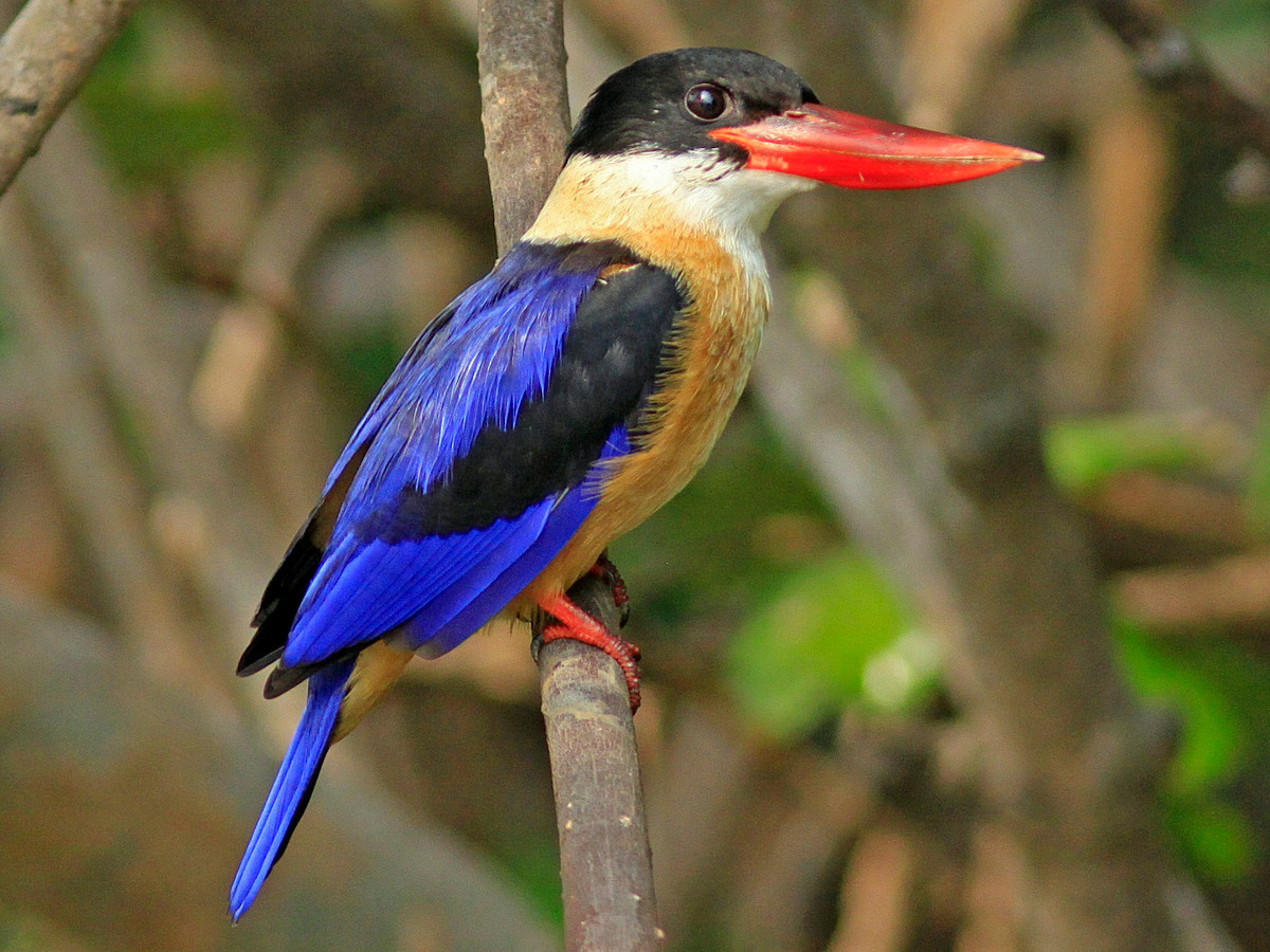 Chim sả đầu đen (Halcyon pileata) dài 29-31 cm, là loài định cư tương đối phổ biến trong cả nước. Loài chim này sống ở các khu vực đất ngập nước trong đất liền và ven biển, rừng ngập mặn, bãi biển, vườn trồng. Ảnh: eBird.