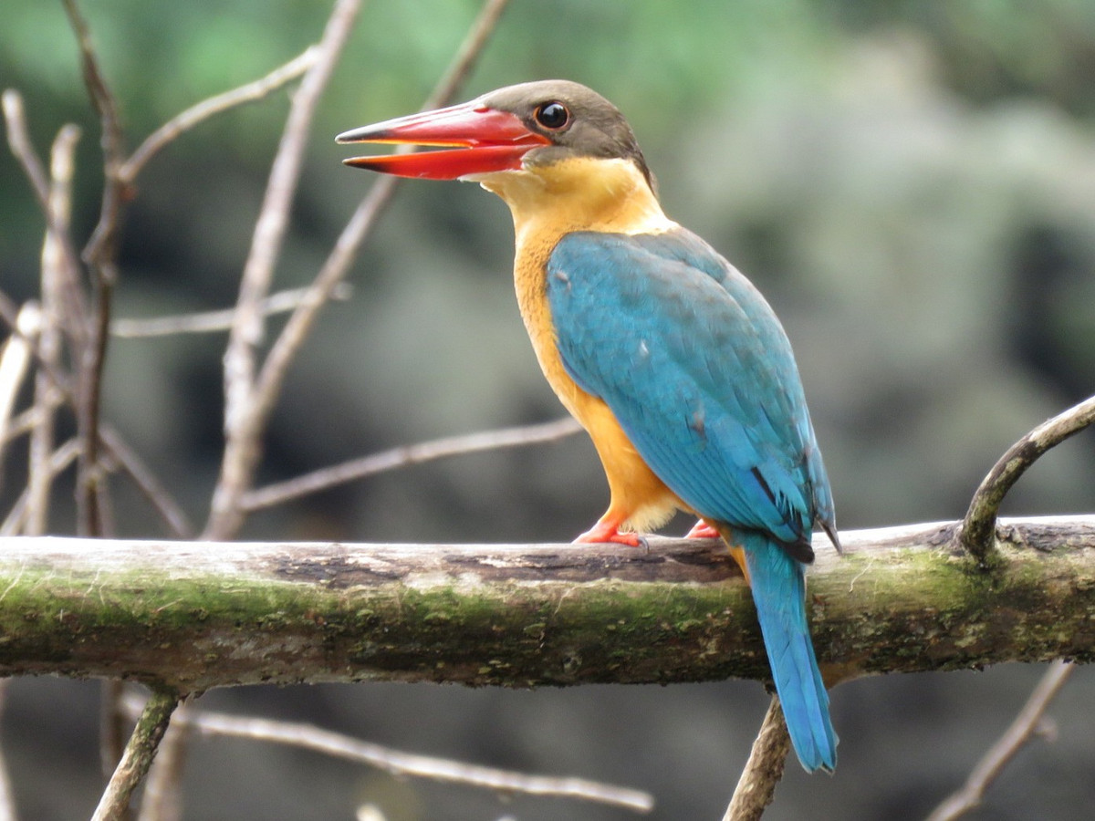 Chim sả mỏ rộng (Pelargopsis capensis) dài 37-41 cm, là loài không phổ biến đến tương đối phổ biến từ Trung Bộ đến Nam Bộ. Sinh cảnh của loài chim này là sông, hồ lớn bên trong hoặc gần ràng lá rộng thường xanh và rừng hỗn giao rụng lá, rừng cây gỗ nơi trống trải, rừng ngập mặn. Ảnh: eBird.