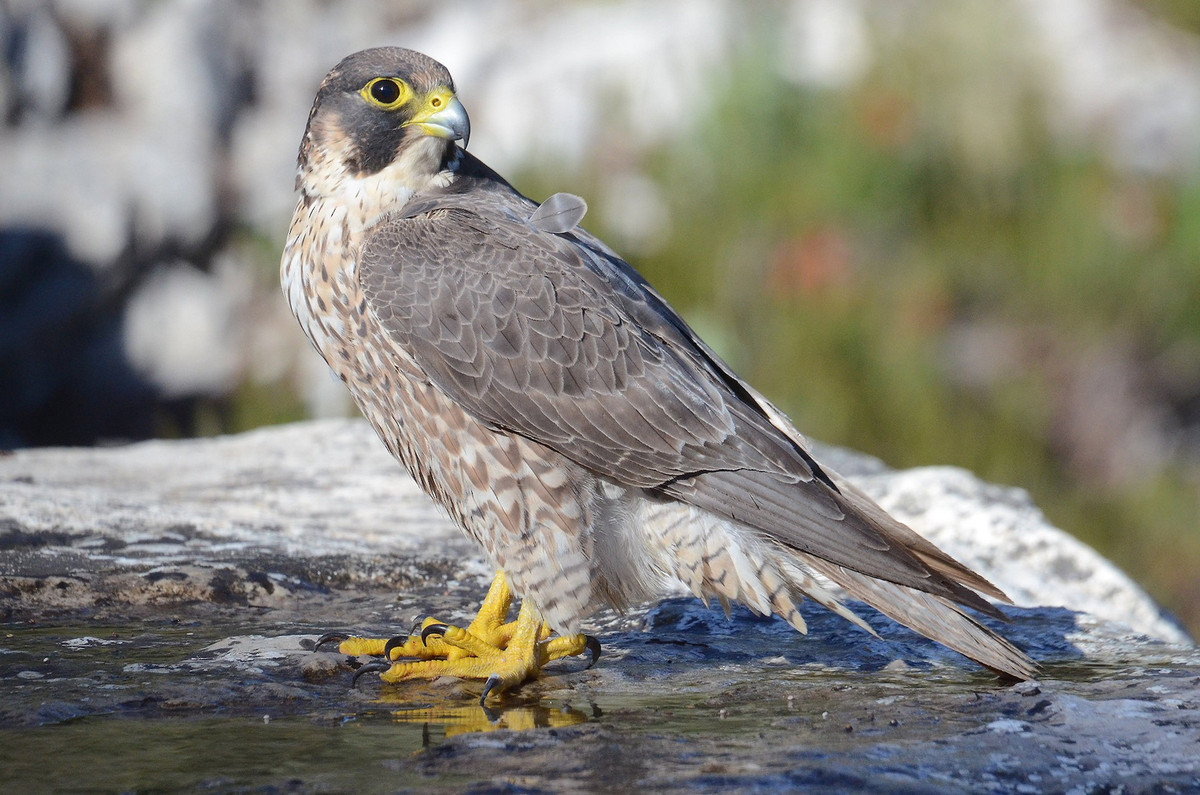 Chim cắt lớn (Falco peregrinus) dài 38-48 cm, là loài định cư không phổ biến tại Đông Bắc, di cư trú đông hiếm đến không phổ biến trong cả nước. Chúng sống nhiều loại sinh cảnh khác nhau trên đường di cư, từ rừng lá rụng thường xanh đến thành thị, đất ngập nước, vùng ven biển, đảo đá xa bờ. Ảnh: eBird.