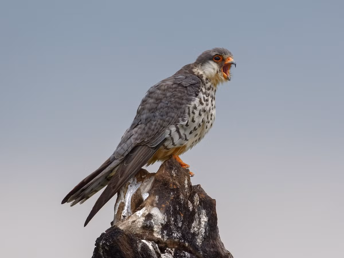 Chim cắt Amur (Falco amurensis) dài 28-31 cm, là loài di cư không phổ biến tại Tây Bắc và Đông Bắc (VQG Hoàng Liên Sa Pa, Tam Đảo, Ba Vì, Cúc Phương, Xuân Sơn). Chúng sống ở các khu vực trống trải khác nhau, rừng cây gỗ, thường di chuyển theo đàn. Ảnh: eBird.