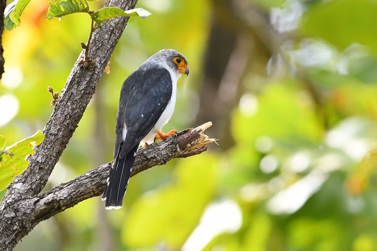  Chim cắt nhỏ họng trắng (Polihierax insignis) dài 25-27 cm, là loài định cư không phổ biến ở phía Tây của Nam Trung Bộ và Tây Bắc của Nam Bộ (VQG Yok Đôn). Loài chim này sống ở các khu vực trống trải bên trong rừng khô rụng lá. Ảnh: eBird.