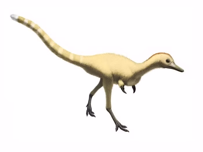 Trong thế giới khủng long, Mononykus là loài khủng long có chi trước kỳ lạ nhất mà con người từng biết đến.