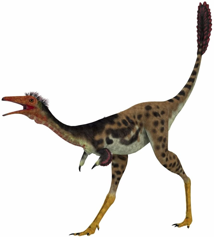 Đầu ngón là chiếc móng bằng xương cứng và nhọn như chiếc dùi. Đây là nguồn gốc tên gọi Mononykus, nghĩa là "một móng" theo tiếng Hy Lạp - La Tinh cổ.