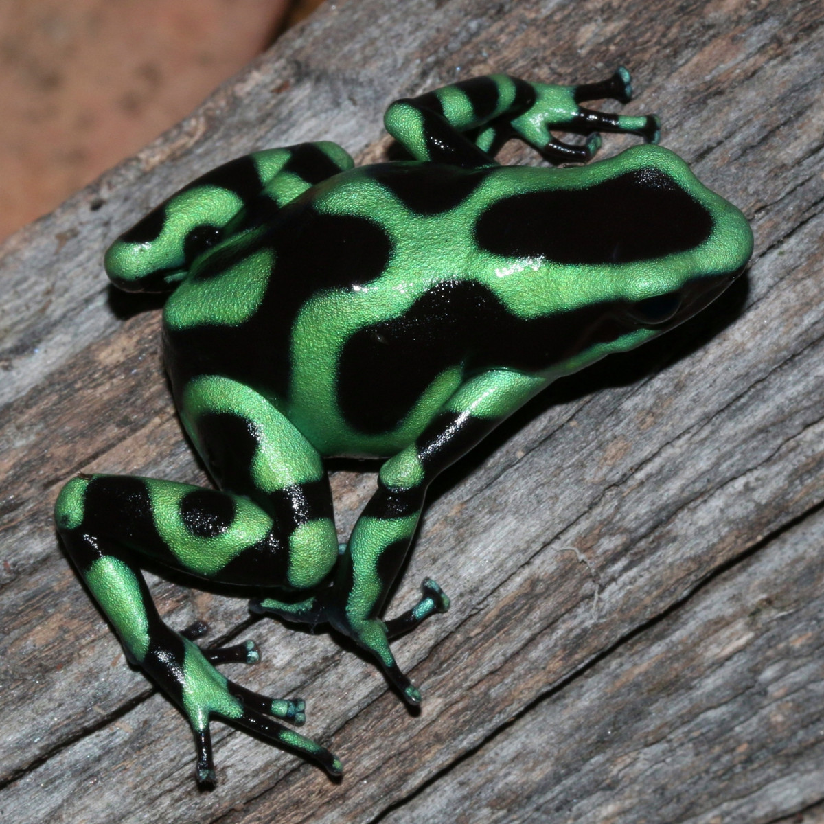 Loài ếch phi tiêu độc xanh (Dendrobates auratus) dài 2,5-6 cm, con đực chiến đấu rất dữ dội để bảo vệ lãnh thổ. Con đực cũng che chở cho trứng và mang nòng nọc mới nở đến những vùng nước đọng trong hốc cây.