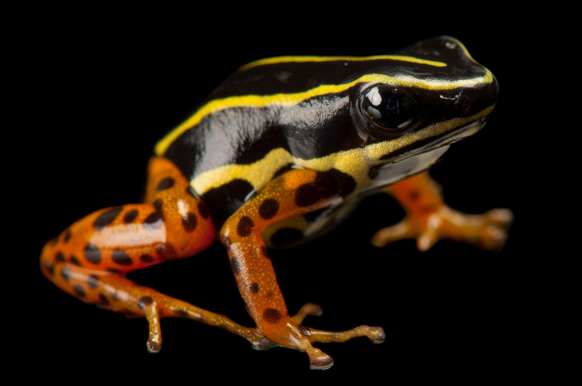 Ếch độc Rio Madeira (Adelphobates quinquevittatum) dài 1,5-2 cm, phân bố ở Brazil và Peru. Loài ếch độc cực nhỏ này mang nòng nọc đến những hốc chứa nước, nơi con cái cho nòng nọc ăn trứng không nở.