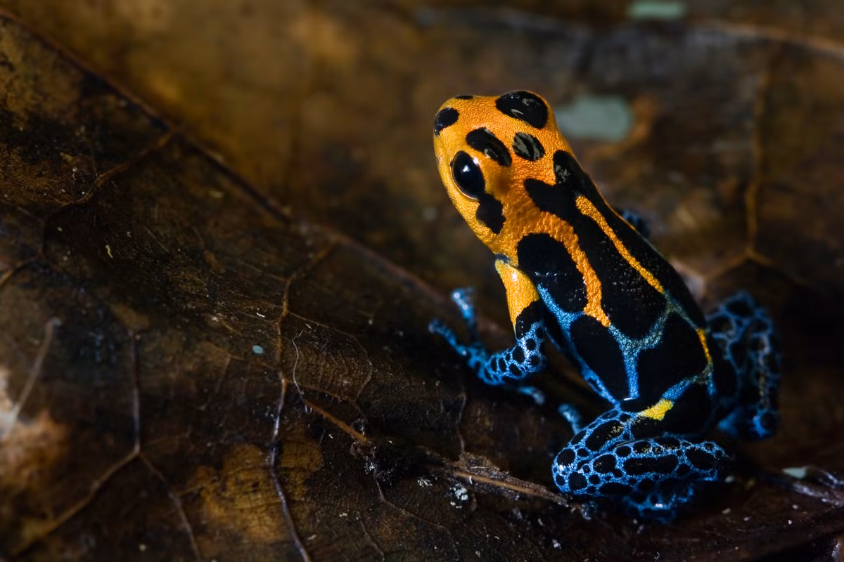 Ếch độc bắt chước (Ranitomeya imitator) dài 2 cm, phân bố ở Peru, có sắc màu đa dạng và có hình thái tương tự ít nhất ba loài ếch khác.