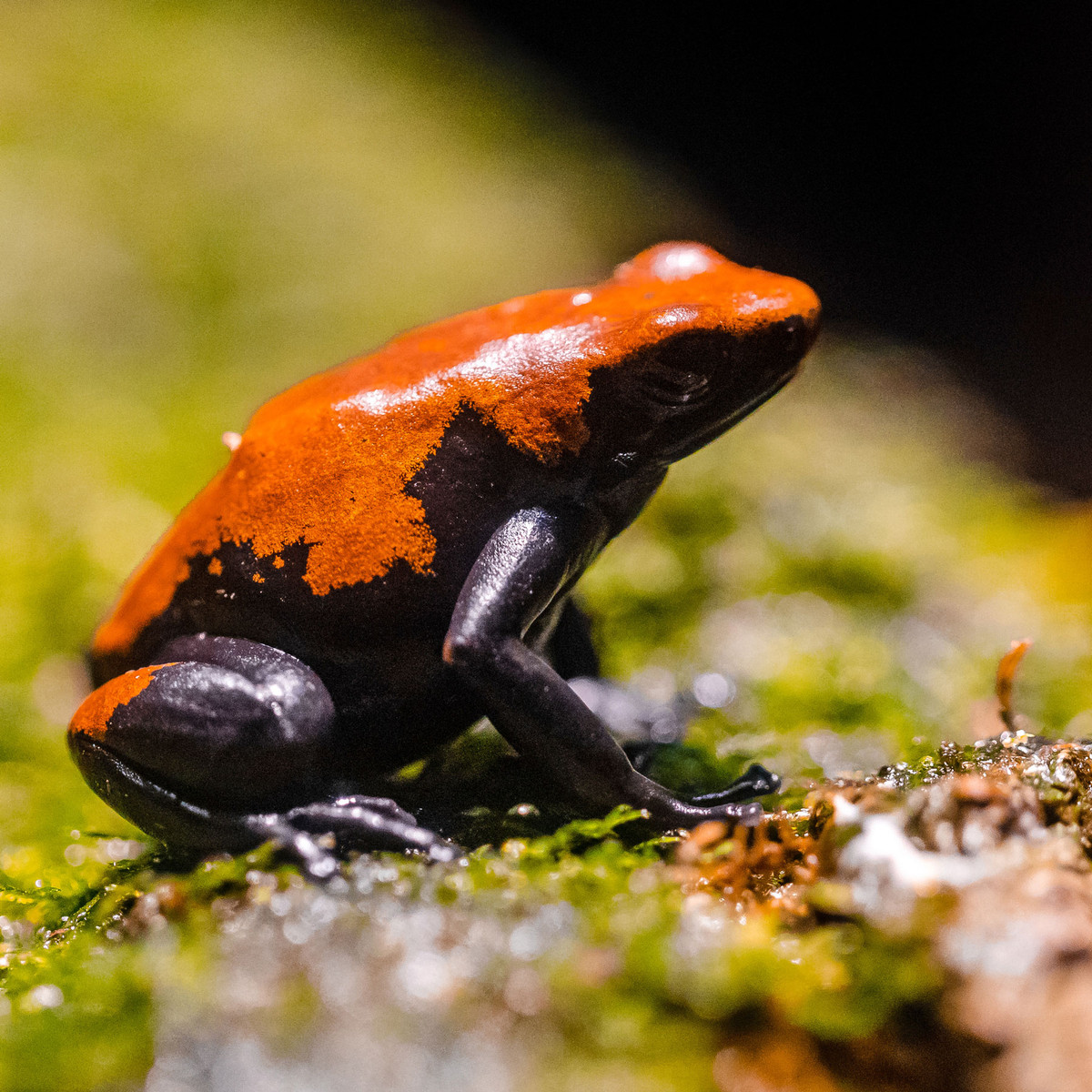 Ếch độc lưng loang (Adelphobates galactonotus) dài 3-4 cm, sống trong lá mục ở các khu rừng Brazil. Chúng đẻ trứng trên mặt đất và mang nòng nọc đến nơi có nước.