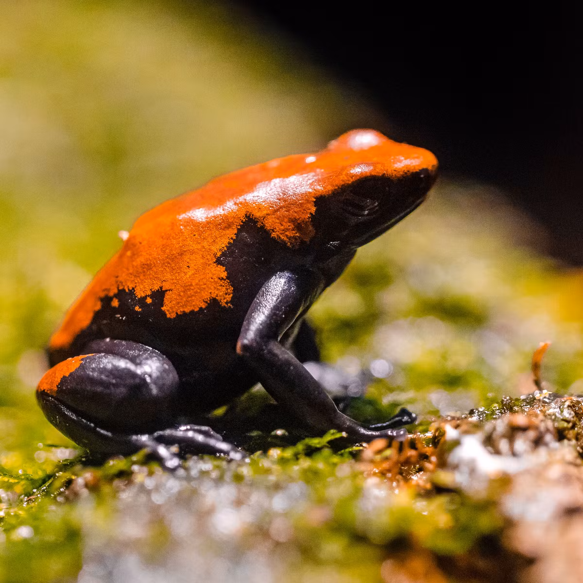 Ếch độc lưng loang (Adelphobates galactonotus) dài 3-4 cm, sống trong lá mục ở các khu rừng Brazil. Chúng đẻ trứng trên mặt đất và mang nòng nọc đến nơi có nước.