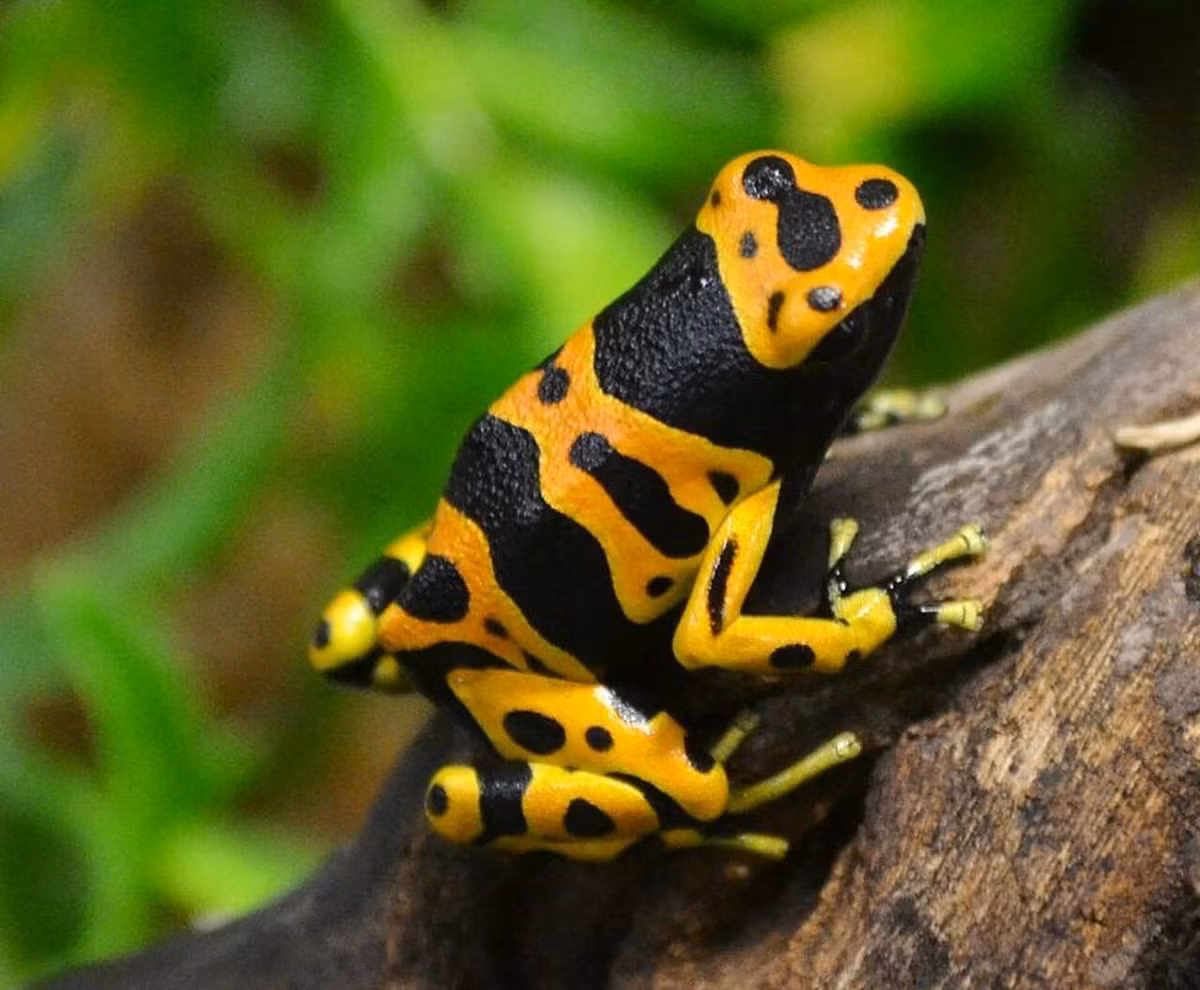  Ếch phi tiêu độc đai vàng (Dendrobates leucomelas) dài 3-4 cm, phân bố ở các khu rừng ẩm ở phía Bắc Nam Mỹ. Độc tố trên da loài ếch này có được từ những con kiến mà chúng ăn.