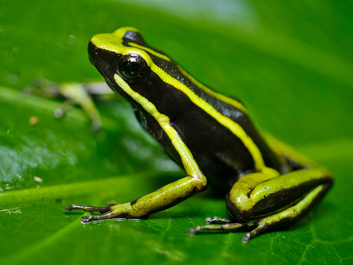 Ếch độc ba sọc (Ameerega trivittata) dài 3,5-4,5 cm, thường kêu và ban ngày, đặc biệt là sau mưa. Nỏ đẻ trứng trong lá mục và thường gần các khu dân cư ở Nam Mỹ.