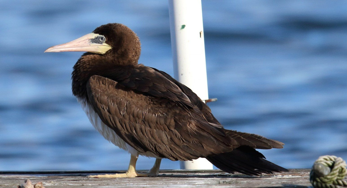 Một số hình ảnh về chim điên bụng trắng.