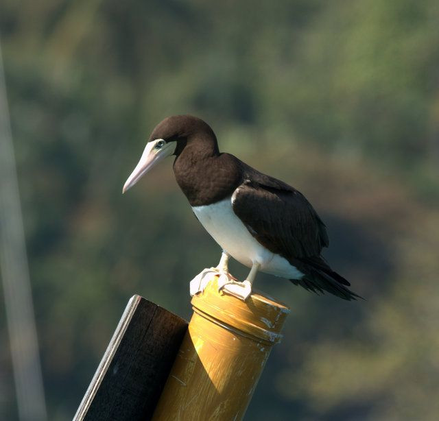 Dù vậy, chim điên được coi là khá "ngớ ngẩn". Chúng có thói quen đậu trên boong hay mạn tàu thuyền và rất dễ bị bắt để ăn thịt.