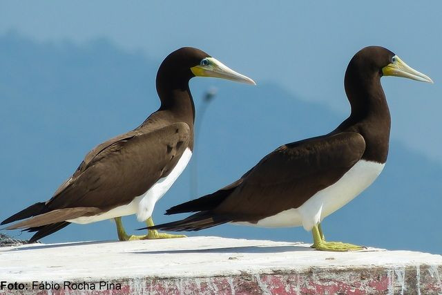 Mặc dù mang tên là "chim điên", trên thực tế chim điên không bị điên. Chúng thường thực hiện những nghi thức phức tạp khi giao tiếp với nhau.
