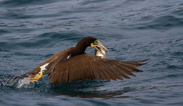 Chúng chủ yếu ăn cá nhỏ và mực bơi thành từng đàn sát mặt biển, chúng là những thợ lặn ngoạn mục, lao xuống biển bắt cá với tốc độ cao.