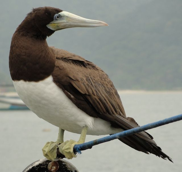 Chim điên bụng trắng dài 73-83 cm, có thân màu nâu, phần dưới ngực bụng đến dưới đuôi màu trắng, mỏ to vàng nhạt, da mặt xanh, chân vàng nhạt.