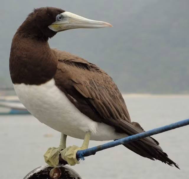 Chim điên bụng trắng dài 73-83 cm, có thân màu nâu, phần dưới ngực bụng đến dưới đuôi màu trắng, mỏ to vàng nhạt, da mặt xanh, chân vàng nhạt.