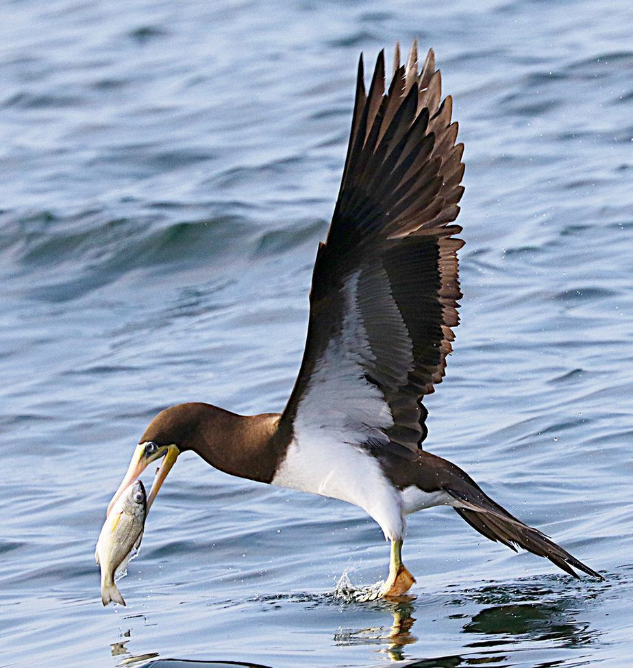 Ở Việt Nam, chúng là loài định cư trên đảo Hòn Trứng, vườn quốc gia Côn Đảo...