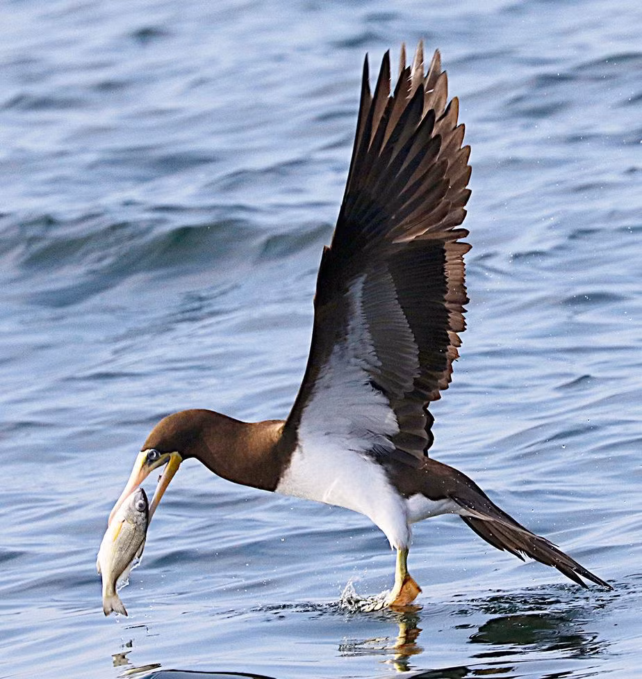 Ở Việt Nam, chúng là loài định cư trên đảo Hòn Trứng, vườn quốc gia Côn Đảo...