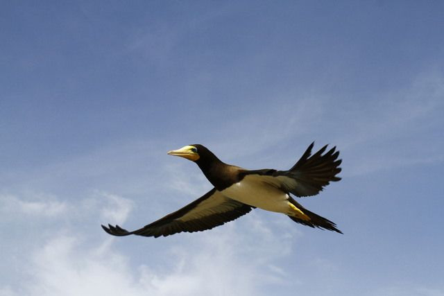 Trên thế giới, chim điên bụng trắng sống trên các đảo và bờ biển ở khắp các xứ nhiệt đới của Đại Tây Dương và Thái Bình Dương.