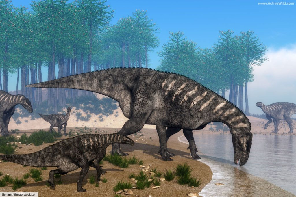 Một số hình ảnh phục dựng về khủng long Iguanodon.