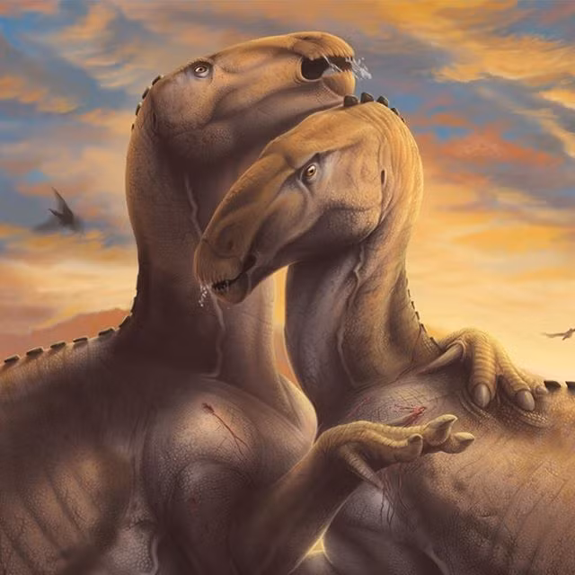 Ngón cái sắc nhọn của khủng long Iguanodon.