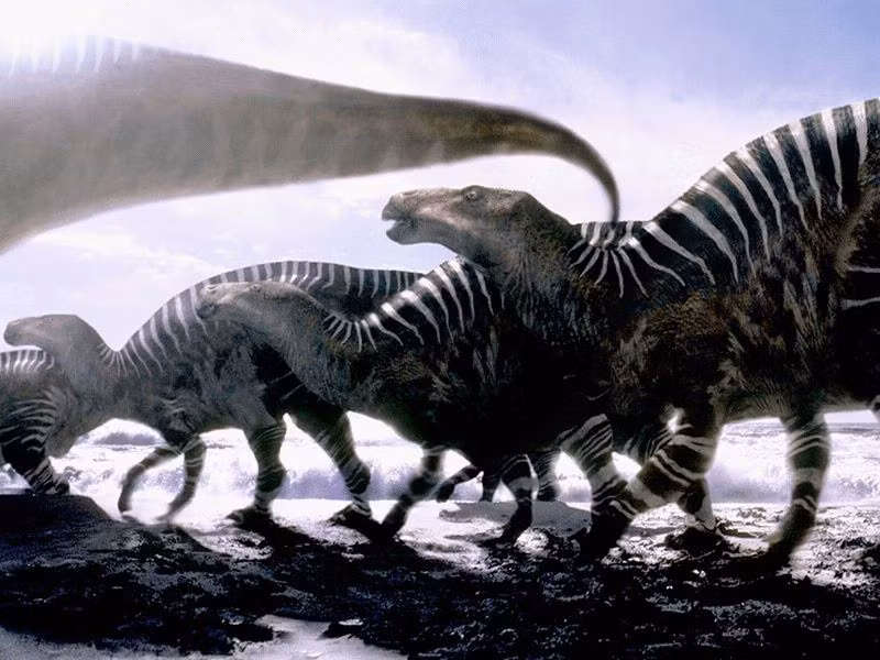 Iguanodon sống theo bầy để bảo vệ nhau. Chúng di chuyển nhiều và có thể là loài khủng long phổ biến nhất thế giới thời điểm chúng sống. Những mẫu hóa thạch Iguanodon đã được tìm thấy ở châu Phi, Bắc Mỹ, châu Âu, châu Á và cả Bắc Cực.