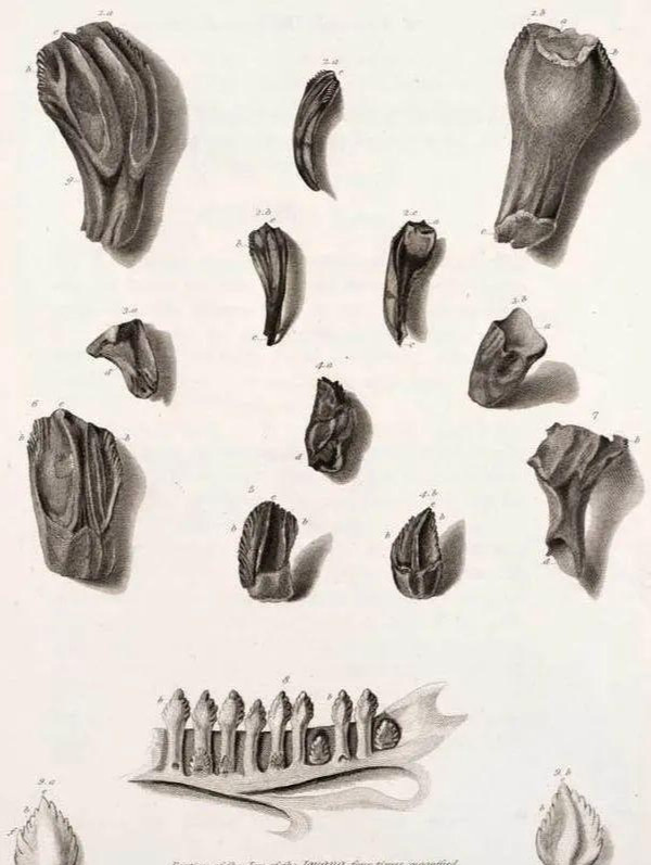 Câu chuyện về khủng long Iguanodon bắt đầu vào năm 1822, bà Mary Ann Mantell, vợ nhà săn hóa thạch nổi tiếng Gideon Mantell đã tìm thấy một vài chiếc răng của một loài vật không xác định trong một mỏ đá.